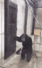 Monkey
