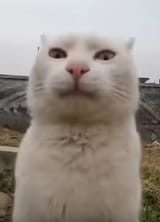 1736311532625950