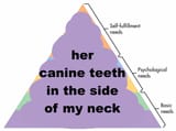 canine