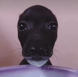 OIAUSJDOIAJDS