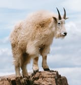 goat