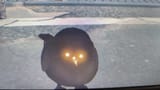 1775312119783740