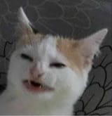 images.jpeg-6