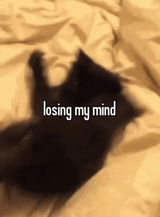 losing-my-mind-black-cat-wkw5bcj428aznt98