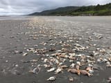 crabs