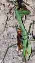 The wasp bit the mantis while it was eating another wasp_thumb.jpg