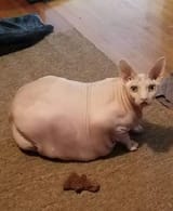 bald fat