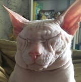 kot