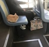 bunny bus