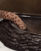 thirsty boi