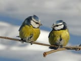 tits