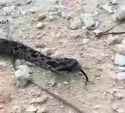 snek_thumb.jpg