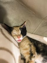 blepbigsleep