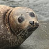 ConcernedSeal