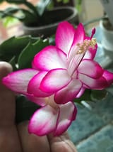 s_thortenna_ca_3