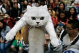 cat
