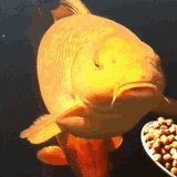 feeding_time