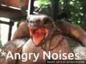 turtle-king-turtle_thumb.jpg