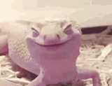 lizard-happy[1]