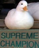 1728885761452795