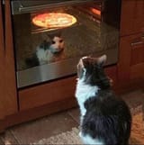 pizzav