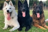 Types-of-German-Shepherds-Based-on-Color-Variations