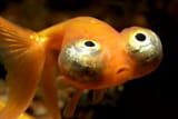 celestial-eye-goldfish_Dan-Olsen_Shutterstock