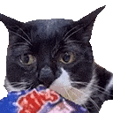 cat monch
