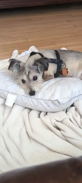 IMG_20250327_123747