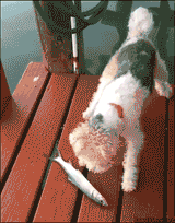 dog fish