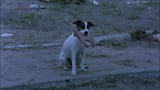 eurotrip-2004-doggo_w_hand