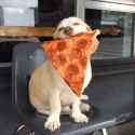 dog-pizza_thumb.jpg
