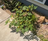 PXL_20250706_190242324.MP_1