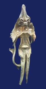 Mashhad_museum_PARI_DARYAEI