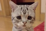 katsad