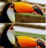 toucan sam