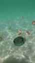 Fish Friends_thumb.jpg