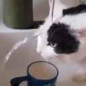 cat-water_thumb.jpg