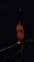 1703767750296583_thumb.jpg