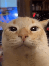 catstare
