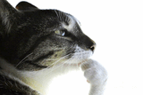 gato_ponder