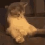 kok-cat