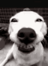 dog-happy