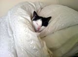 comfy cat