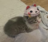 alan cat picture