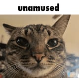 cat-unamused