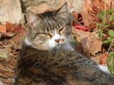 cat-1040709_1280