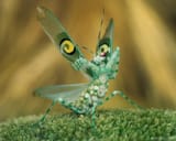 ocellata