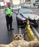 catto