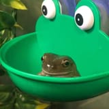 pickles silently lords from his froggy throne, granting good RNG only to those he deems worthy